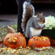 Photo: Portland Press Herald via Getty Images